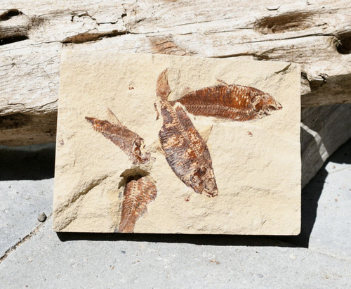 Fossil eocene multiple - fossil,
