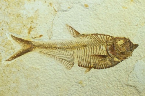 Grade diplomystus dentatus - a,
