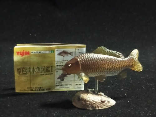 Freshwater fish encyclopedia - freshwater,