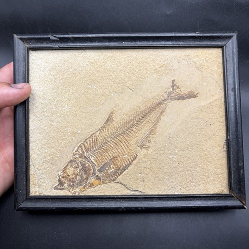 Incredible framed knightia - framed,