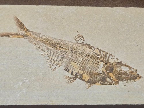 Knightia fossil fish - fossil,