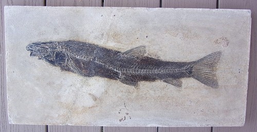 Large fossil fish - fish,