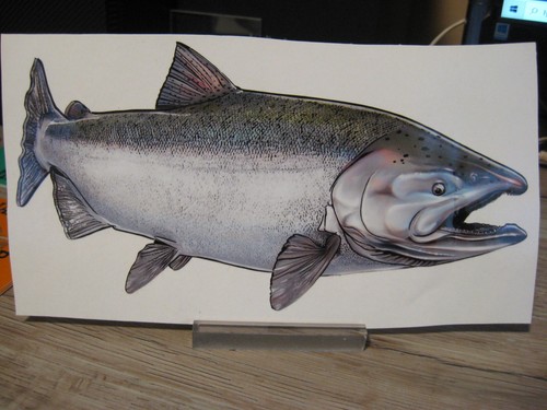 Fat nancy salmon river fish - river,