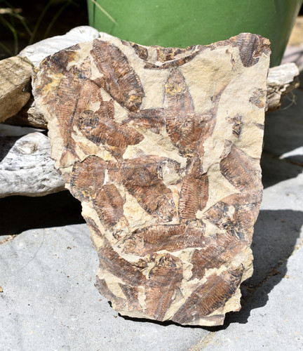 Fossil eocene knightia fish - knightia,