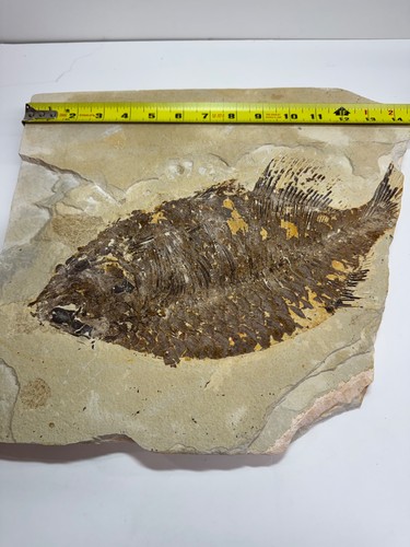 Large fossil fish green - large,