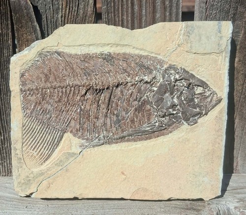 Inch partal phareodus - 1/2,