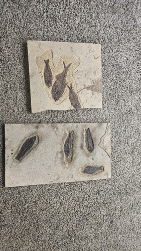 Large green river fossil - 2,