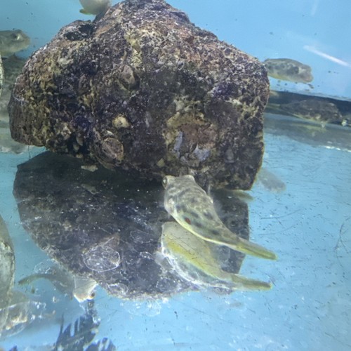 Tetraodon pustulatus aka - pustulatus,