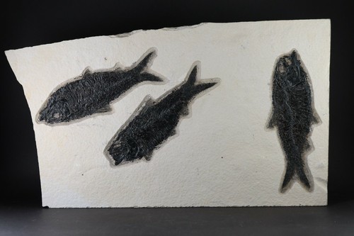 Fossil fish superb dark - superb,