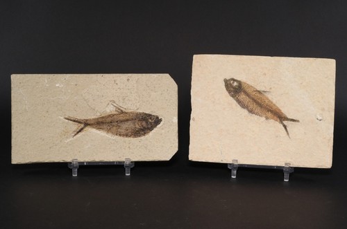 Diplomystus knightia fossil - &,