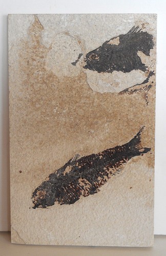 Fossil fish wyoming green - 2, .
