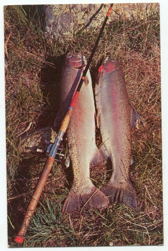 Idaho steelhead trout caught - trout,